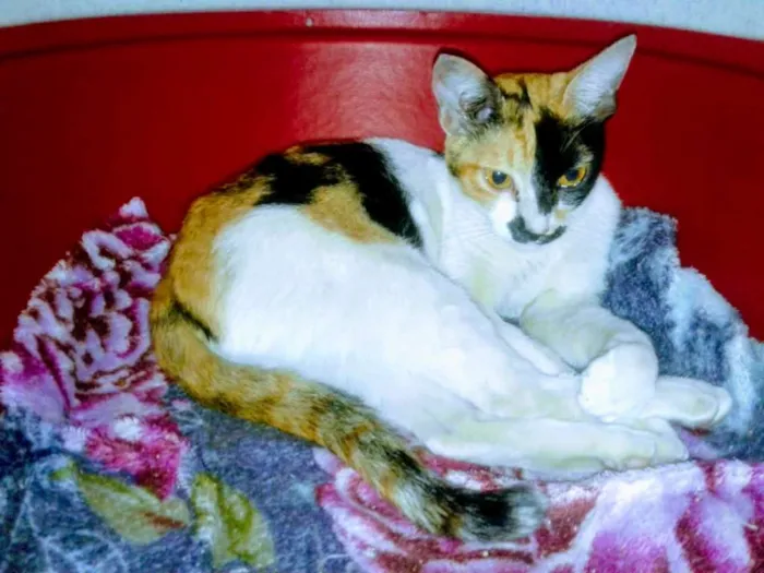 Gato raça Srd idade 2 a 6 meses nome Manuela