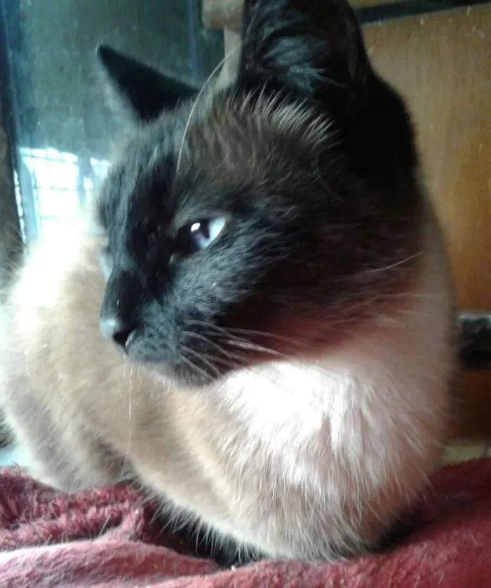 Gato raça Srd idade 1 ano nome Lola