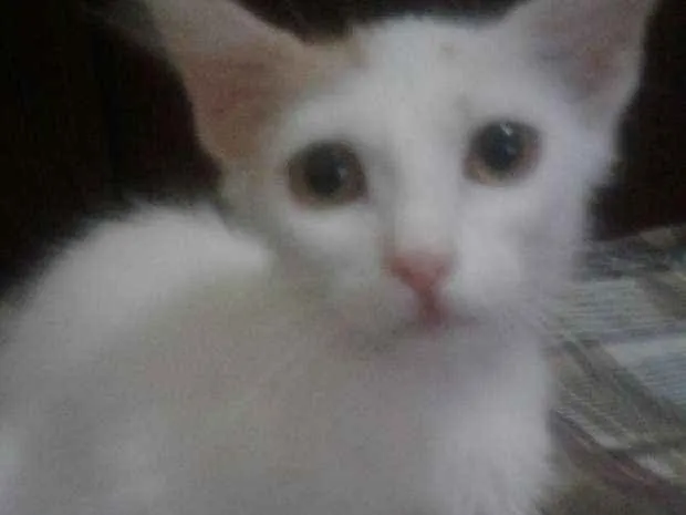 Gato ra a  idade 2 a 6 meses nome Leon, Britney, Ana