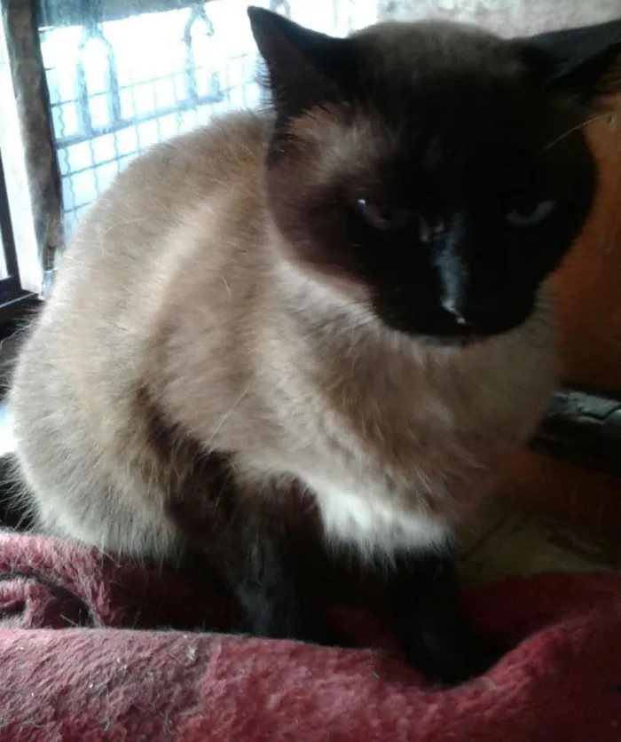 Gato raça Srd idade 1 ano nome Lola