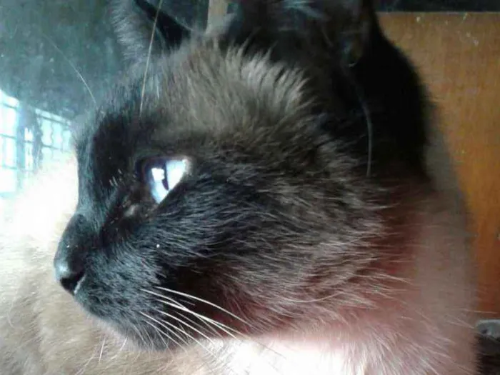 Gato raça Srd idade 1 ano nome Lola