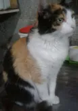 Gato raça Srd idade 1 ano nome Bela