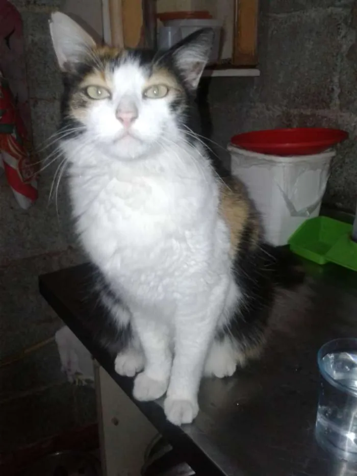 Gato raça Srd idade 1 ano nome Bela