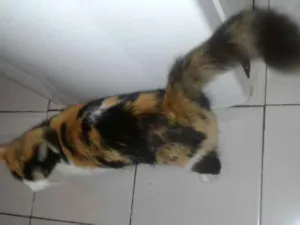 Gato raça Srd idade 1 ano nome Bela