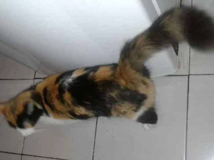 Gato raça Srd idade 1 ano nome Bela