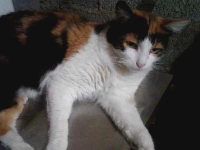 Gato raça Srd idade 1 ano nome Bela