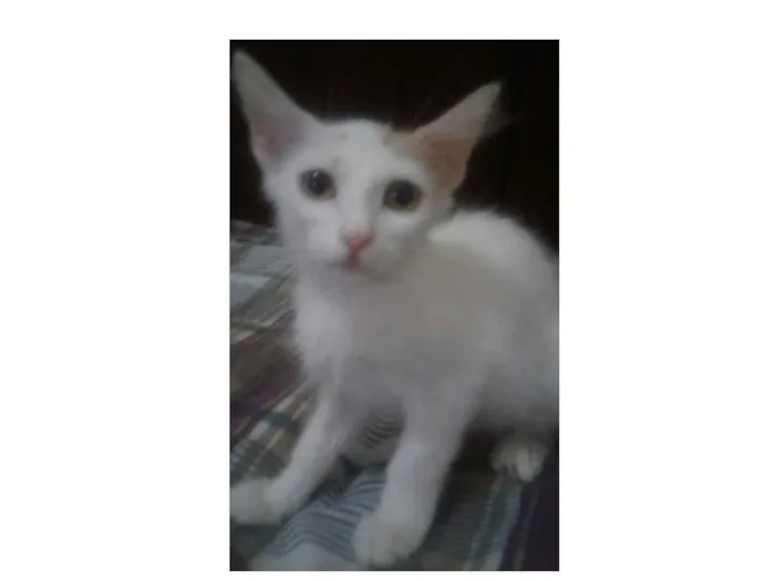 Gato ra a  idade 2 a 6 meses nome Leon, Britney, Ana