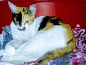 Gato raça Srd idade 2 a 6 meses nome Manuela