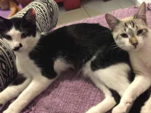 Gato raça SRD idade 2 a 6 meses nome Pablo