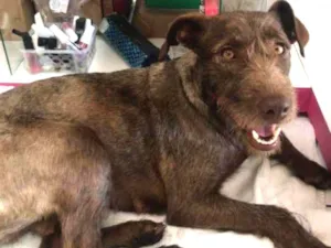 Cachorro raça Srd idade 1 ano nome Kiara