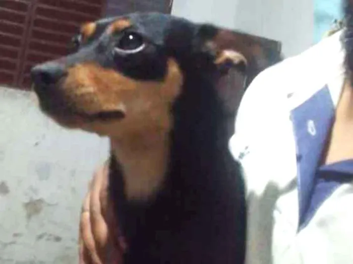 Cachorro ra a Sem raça  idade 1 ano nome Thor e Diana