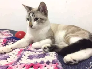 Gato raça SRD idade 2 a 6 meses nome Pablo