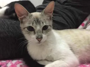 Gato raça SRD idade 2 a 6 meses nome Nina