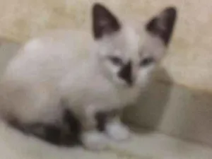 Gato raça Srd idade 2 a 6 meses nome Gatinhos
