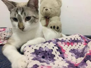 Gato raça SRD idade 2 a 6 meses nome Pablo