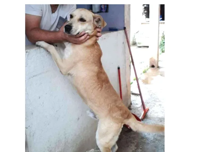 Cão doação urgente