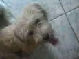 Honney(Provisório)