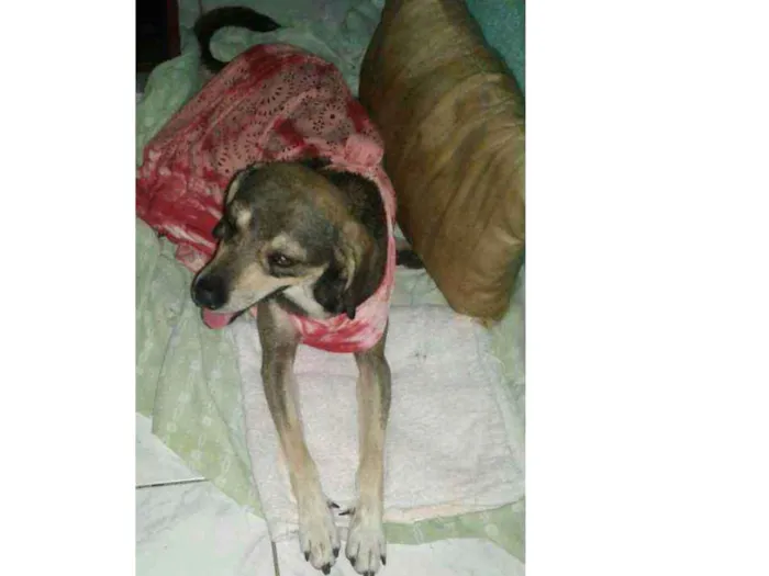 Cachorro ra a viralata idade 1 ano nome Bob