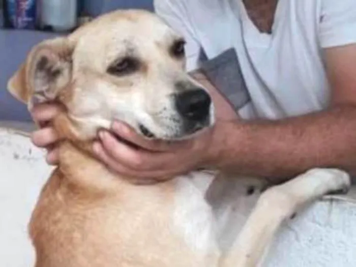 Cachorro raça Srd idade 1 ano nome Cão doação urgente