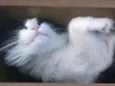 GUILBERT