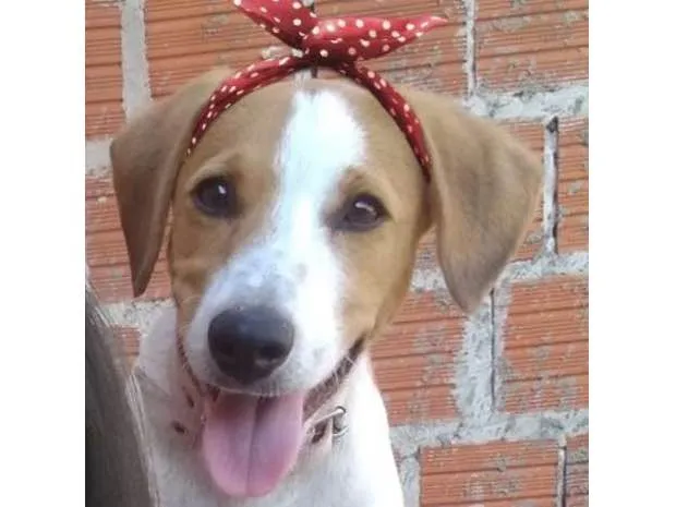 Cachorro ra a  idade 7 a 11 meses nome Lully