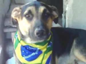 Cachorro raça SRD idade 1 ano nome Apolo Bolota