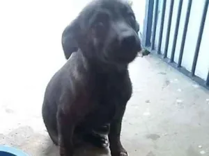 Cachorro raça Vira-lata idade 2 a 6 meses nome Elvis 