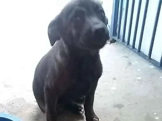 Cachorro ra a Vira-lata idade 2 a 6 meses nome Elvis 