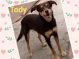 Tody