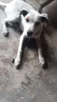 Snoop