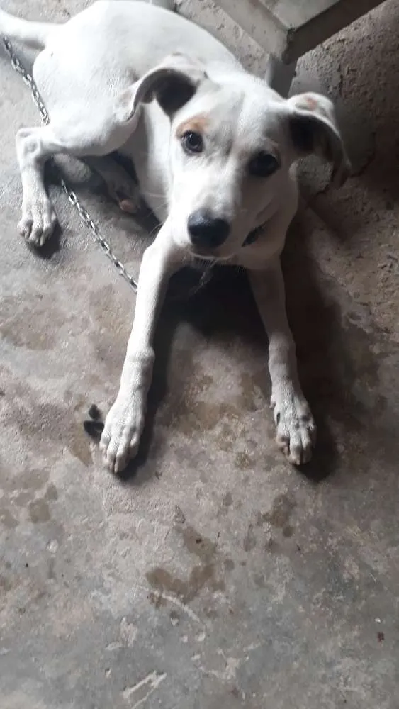 Cachorro raça SRD idade 2 a 6 meses nome Snoop