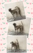 Tatá