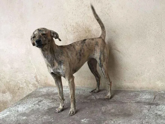 Cachorro ra a Srd idade 1 ano nome Tatá