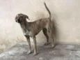 Tatá