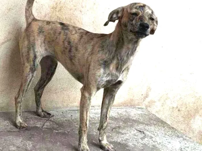 Cachorro ra a Srd idade 1 ano nome Tatá