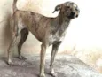 Tatá