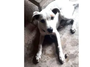 Cachorro raça SRD idade 2 a 6 meses nome Snoop