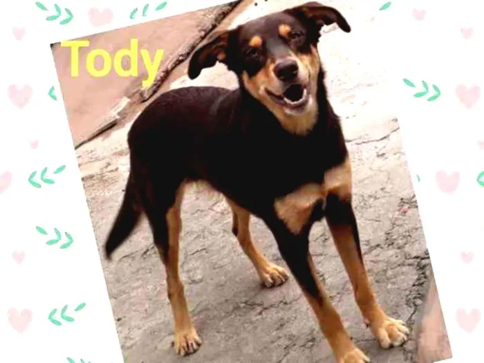 Cachorro ra a Srd idade 2 anos nome Tody