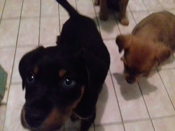 Cachorro raça Srd idade 2 a 6 meses nome Pititicos