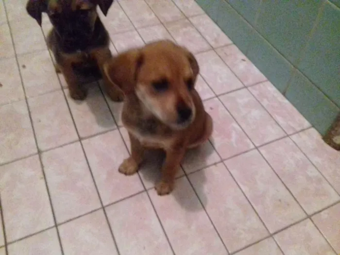 Cachorro raça Srd idade 2 a 6 meses nome Pititicos