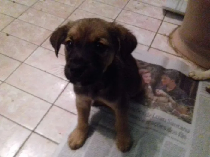 Cachorro raça Srd idade 2 a 6 meses nome Pititicos