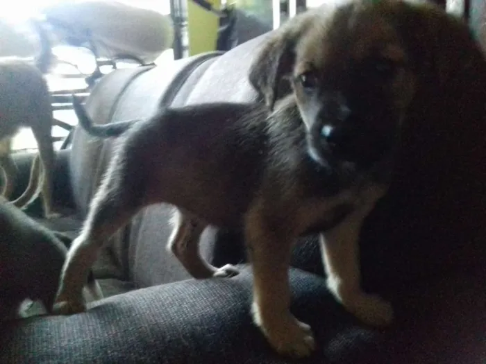 Cachorro raça Srd idade 2 a 6 meses nome Pititicos