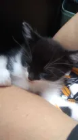 Tico / Tieta / Bolt