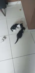 Tico / Tieta / Bolt