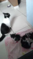 Tico / Tieta / Bolt