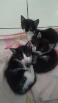 Tico / Tieta / Bolt