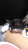 Tico / Tieta / Bolt