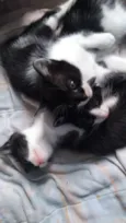 Tico / Tieta / Bolt