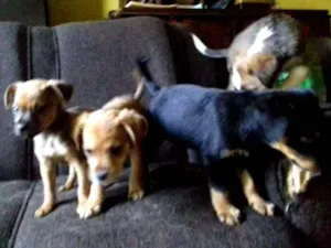 Cachorro raça Srd idade 2 a 6 meses nome Pititicos