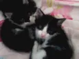 Tico / Tieta / Bolt